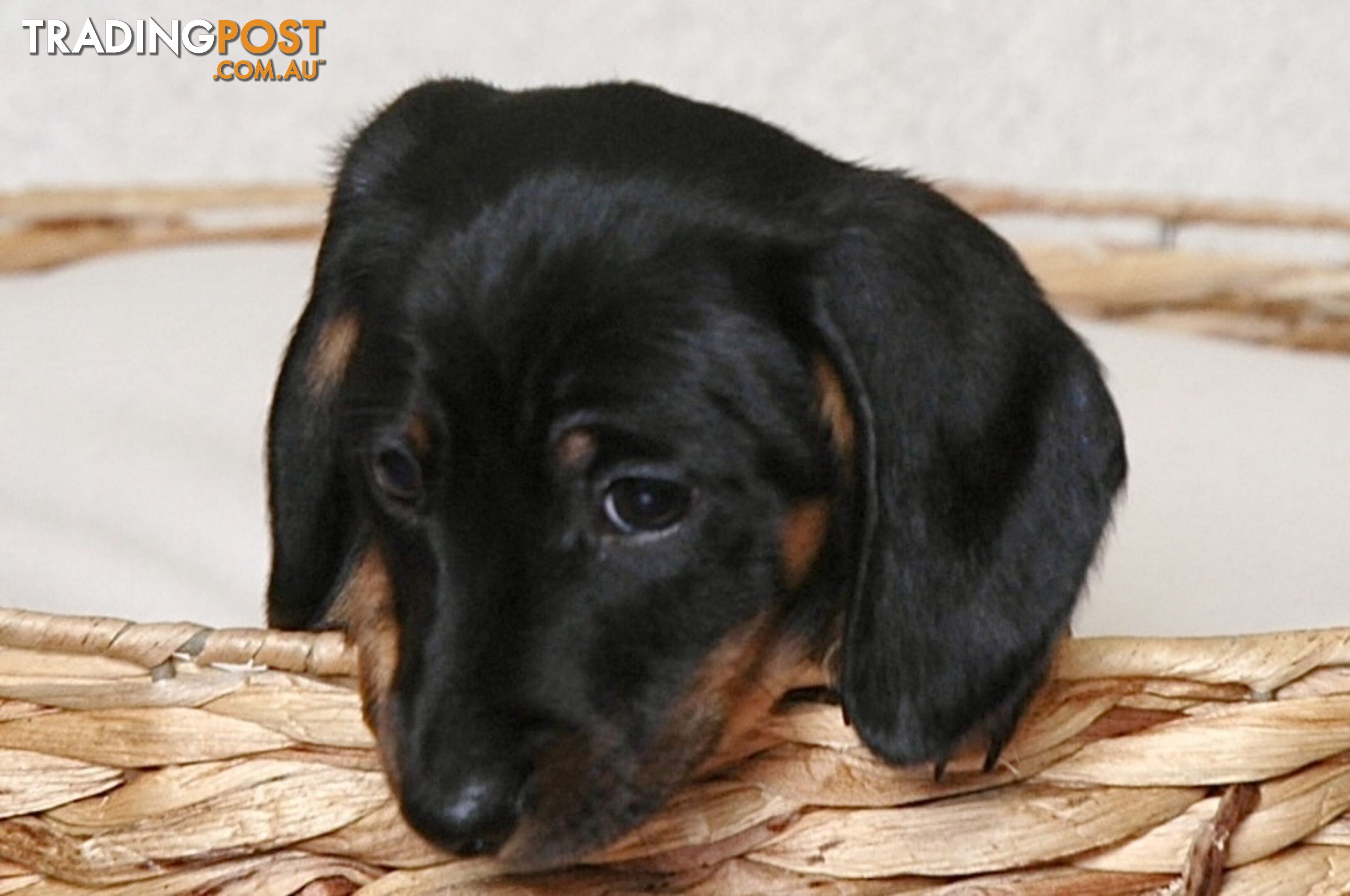 Miniature Dachshund Male