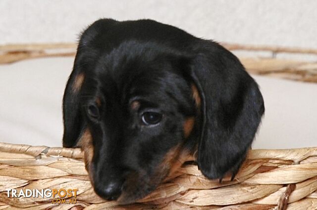 Miniature Dachshund Male