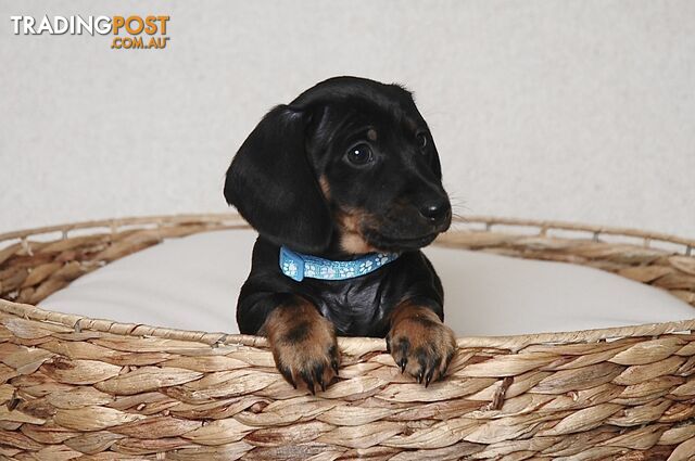 Miniature Dachshund Male