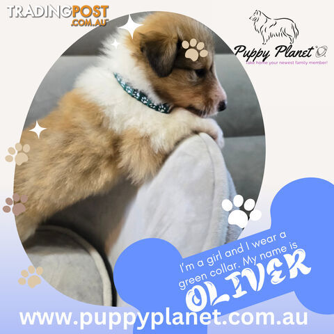 Purebred Rough Collie (Lassie) Puppies - Bring home your new family member (www.puppyplanet.com.au)