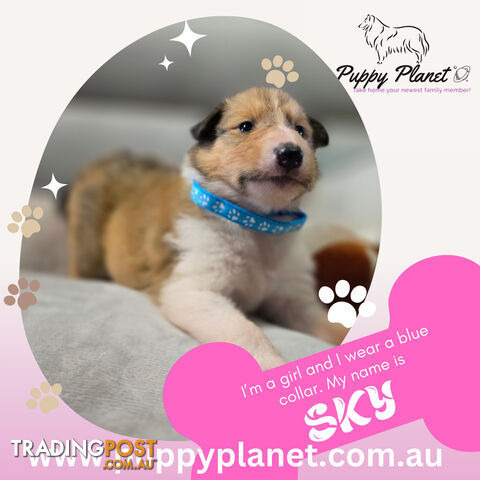 Purebred Rough Collie (Lassie) Puppies - Bring home your new family member (www.puppyplanet.com.au)