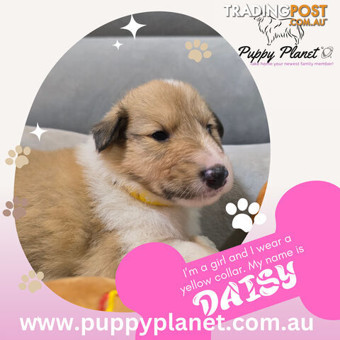 Purebred Rough Collie (Lassie) Puppies - Bring home your new family member (www.puppyplanet.com.au)