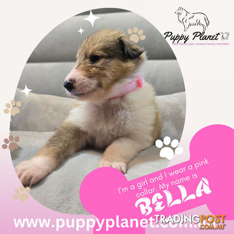 Purebred Rough Collie (Lassie) Puppies - Bring home your new family member (www.puppyplanet.com.au)