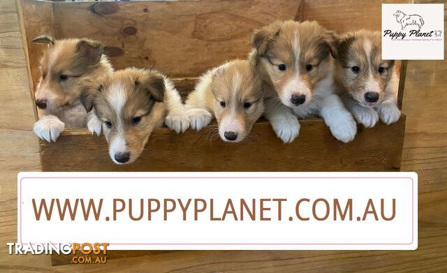 can-pet-shops-sell-puppies-nsw