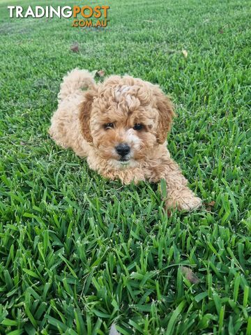 2nd Generation Toy Cavoodle