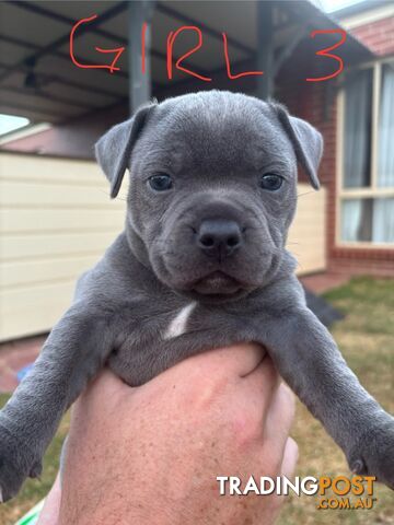 Purebred English Staffies