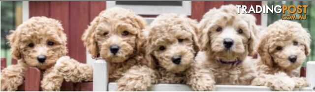 Cavoodle puppies cute and adorable non shedding-antiallergenic ready now for new homes