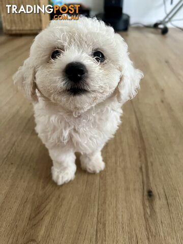 🎄 Bichon Frise Puppies Ready for Christmas! 🎄