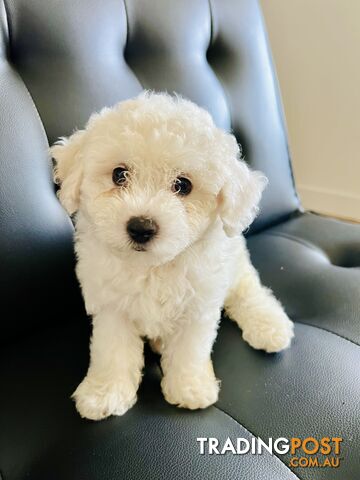 One Male 8 week-old Bichon Frise puppy ready to bring joy to your home!