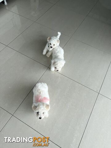 🎄 Bichon Frise Puppies Ready for Christmas! 🎄