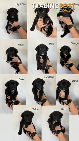 Golden Retriever x Border Collie Puppies