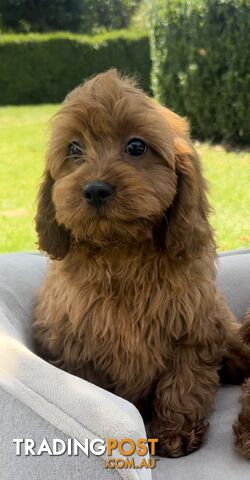 Red cavoodles