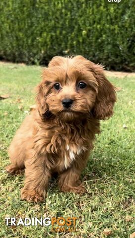 Red cavoodles