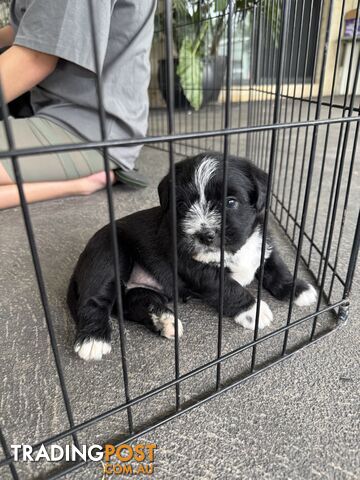 American Staffy X Maltese Terrier puppies