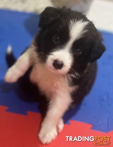 Pure Bred Border Collies - Ready Now