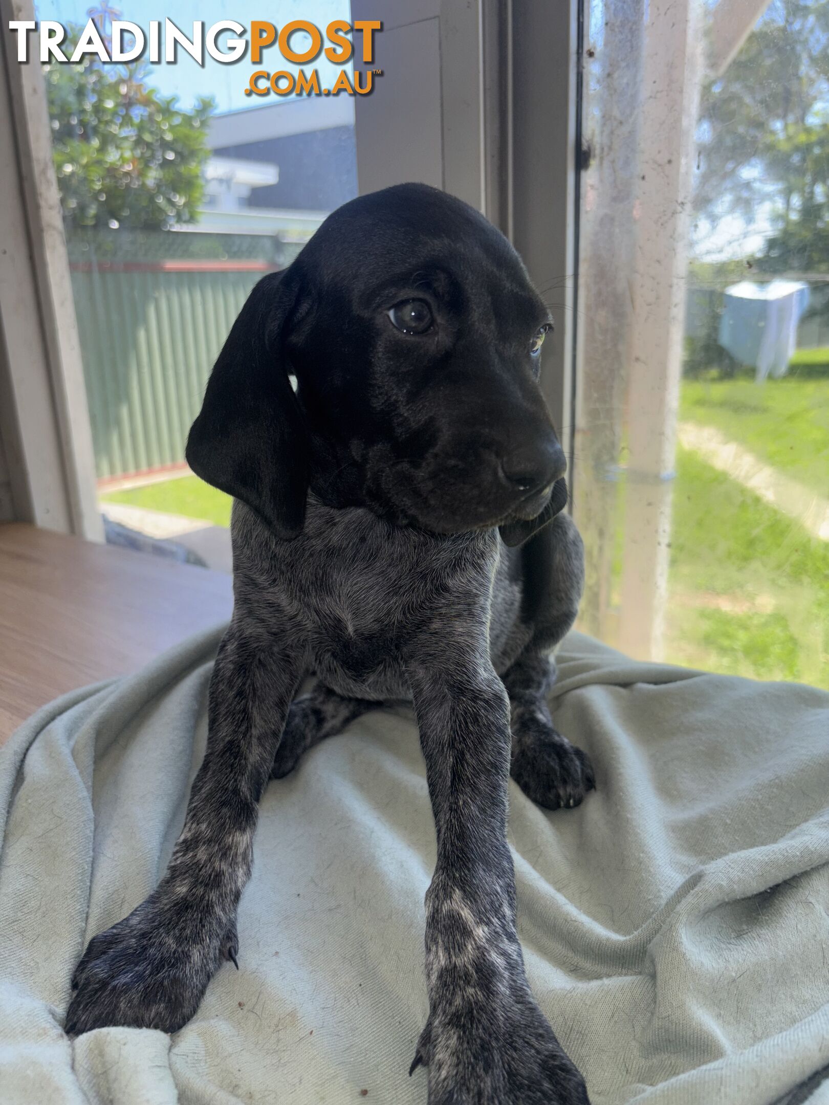 Purebred German shorthair pointers puppies