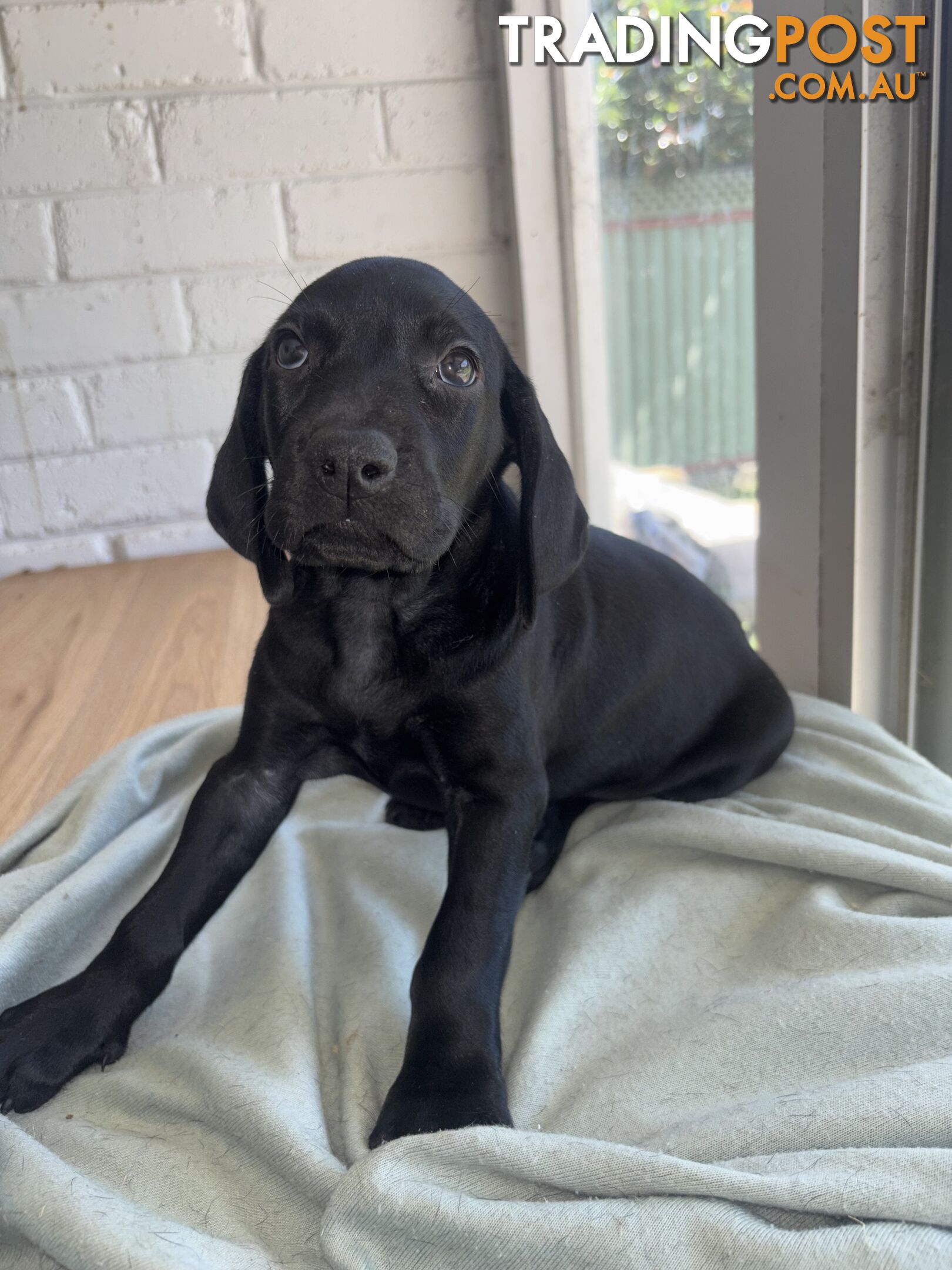 Purebred German shorthair pointers puppies