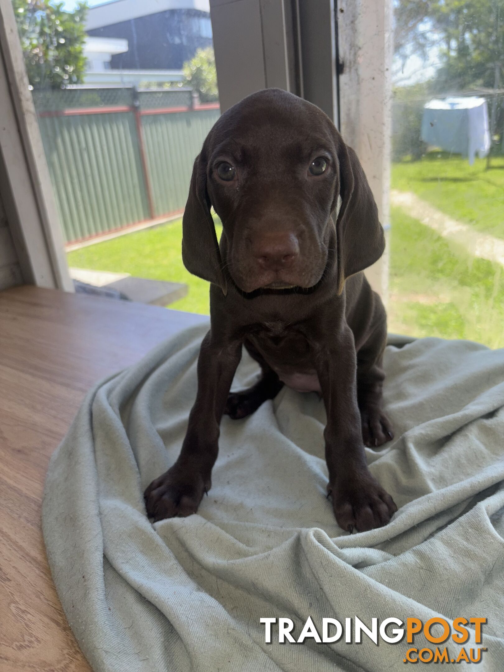 Purebred German shorthair pointers puppies