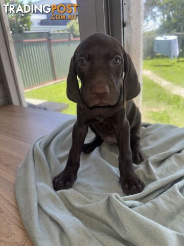 Purebred German shorthair pointers puppies