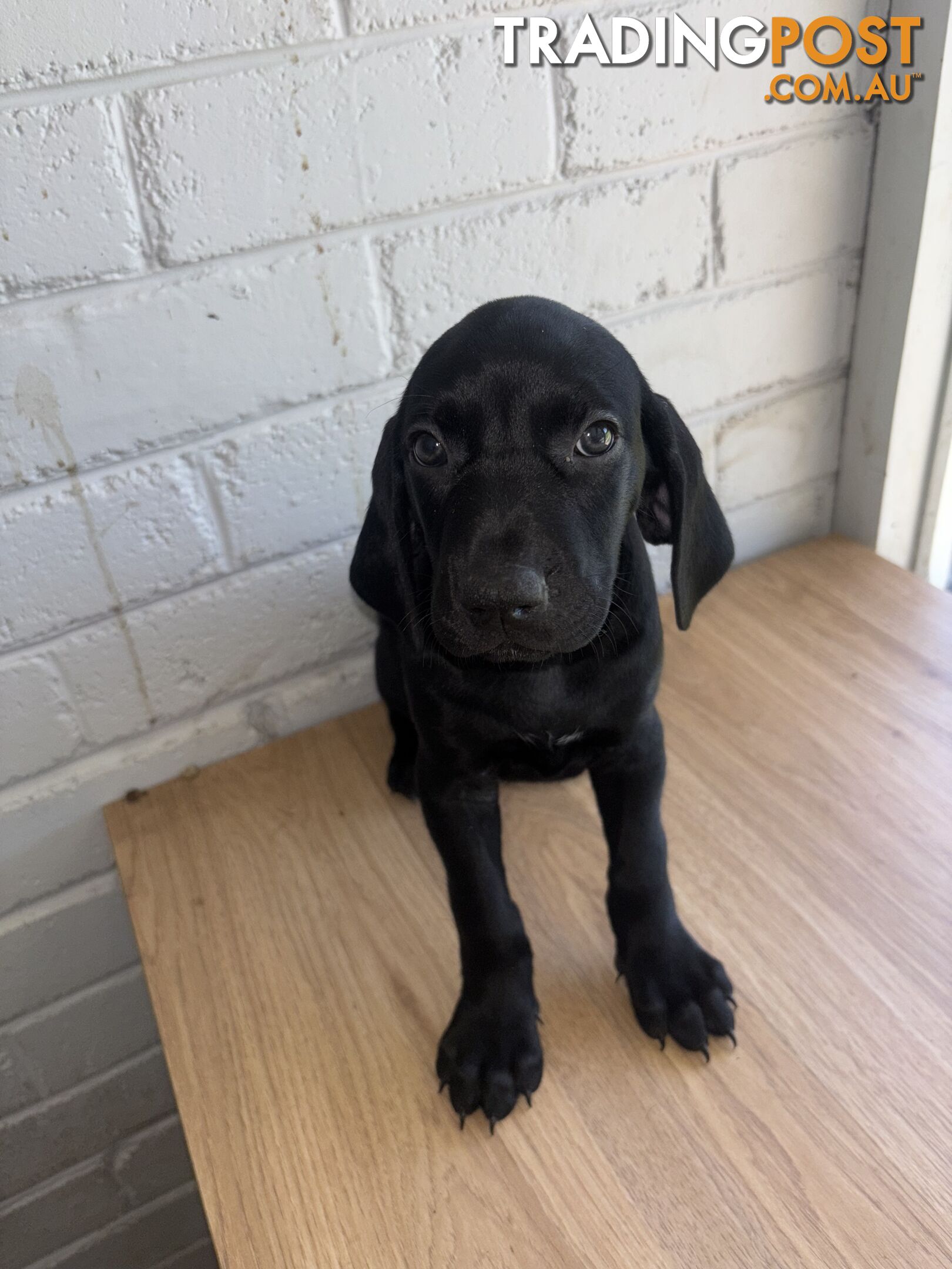 Purebred German shorthair pointers puppies