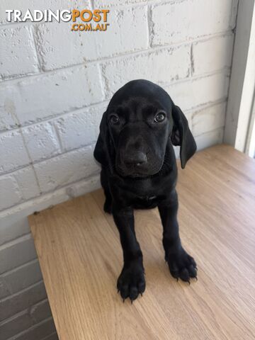 Purebred German shorthair pointers puppies