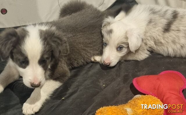 Trading post hot sale border collie vic