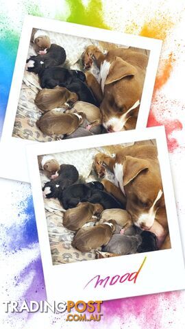 American Staffy Puppies x10