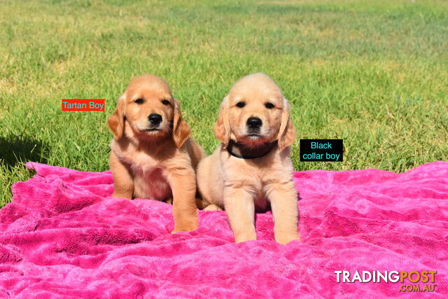 Golden Retriever puppies