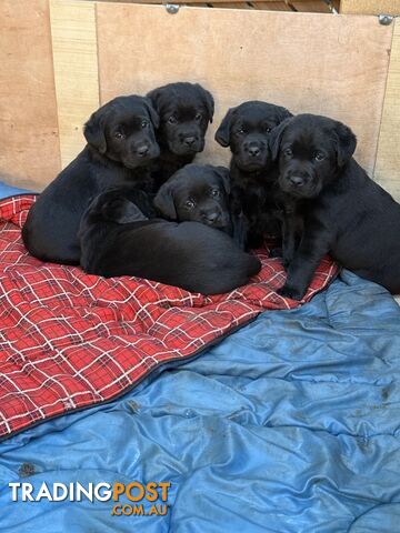 Labrador puppies