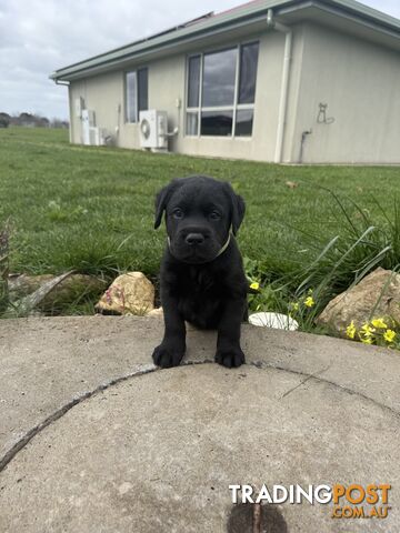 Labrador puppies