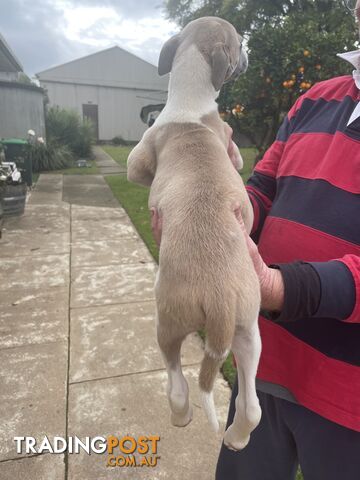 Only 1 left ! Gorgeous Purebred Whippet Puppy