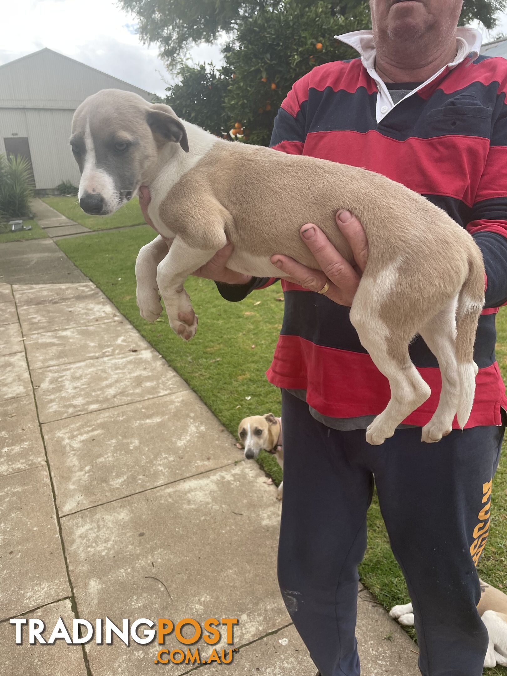 Only 1 left ! Gorgeous Purebred Whippet Puppy