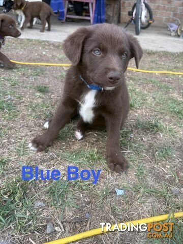 Working Koolie Puppies