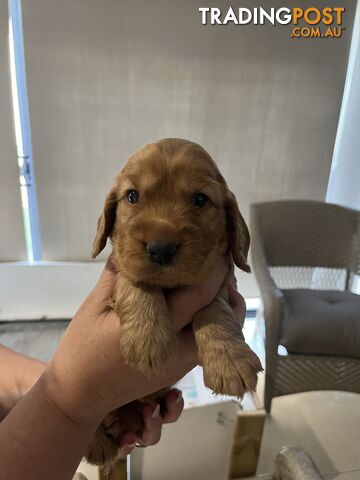 Golden Cocker Spaniel Puppy