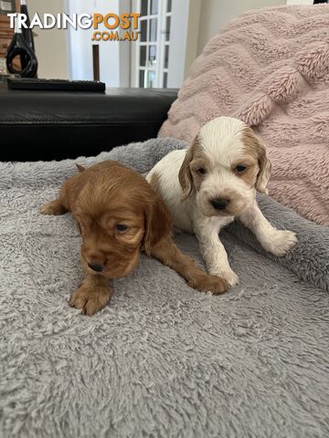 Cocker Spaniel Puppies