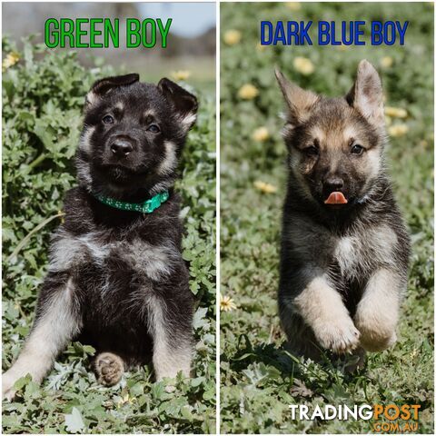 Purebred German shepherd puppies