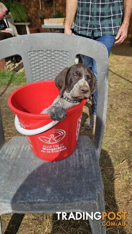 German Shorthaired Pointer Pups