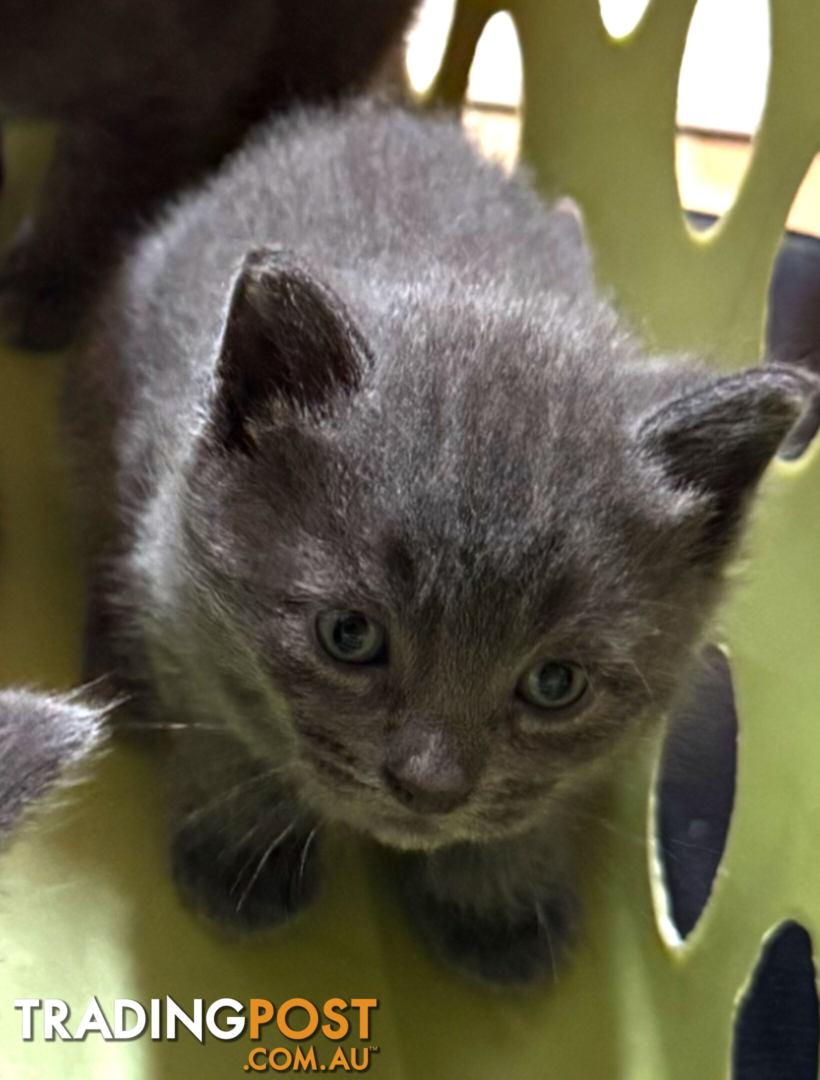 Russian Blue Kittens