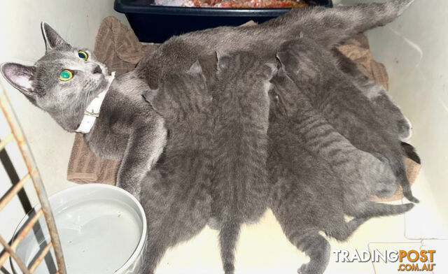 Pure Bred Russian Blue Kittens