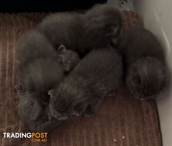 Pure Bred Russian Blue Kittens