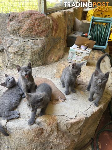 Russian Blue Kittens