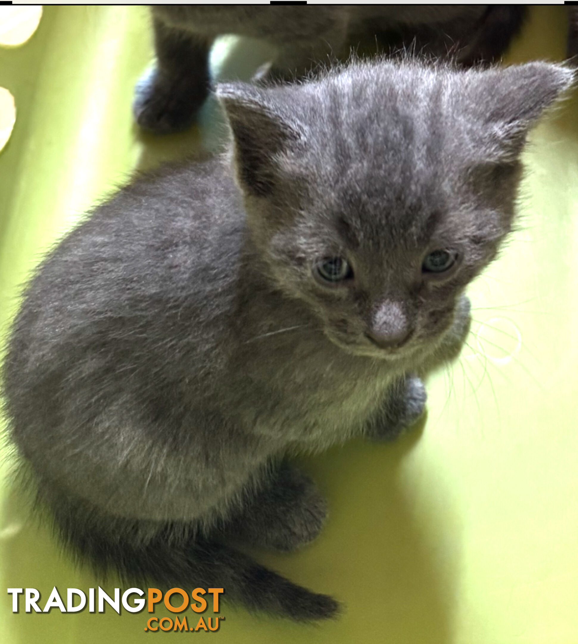 Russian Blue Kittens