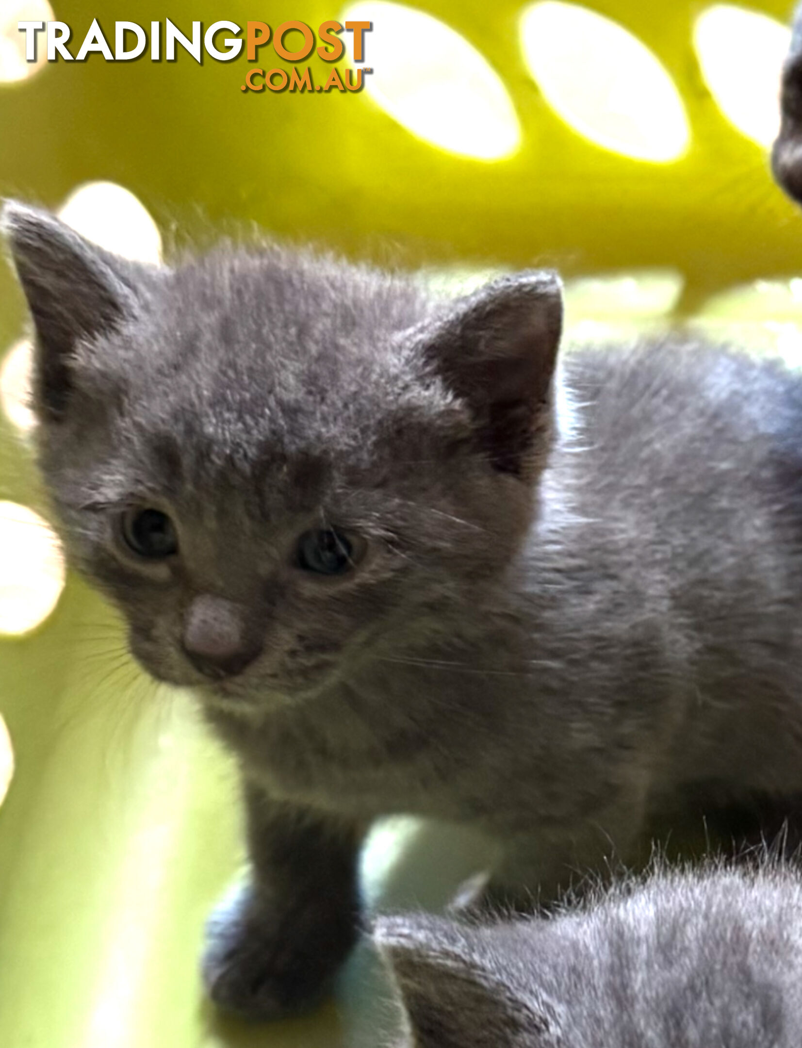 Russian Blue Kittens