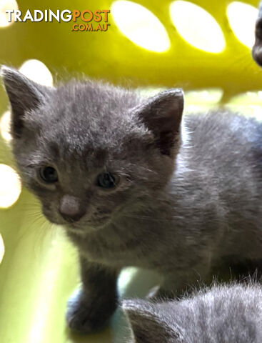 Russian Blue Kittens