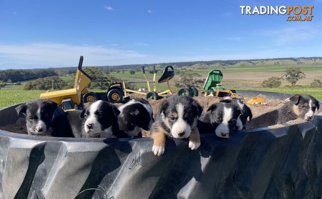 Border collie puppies