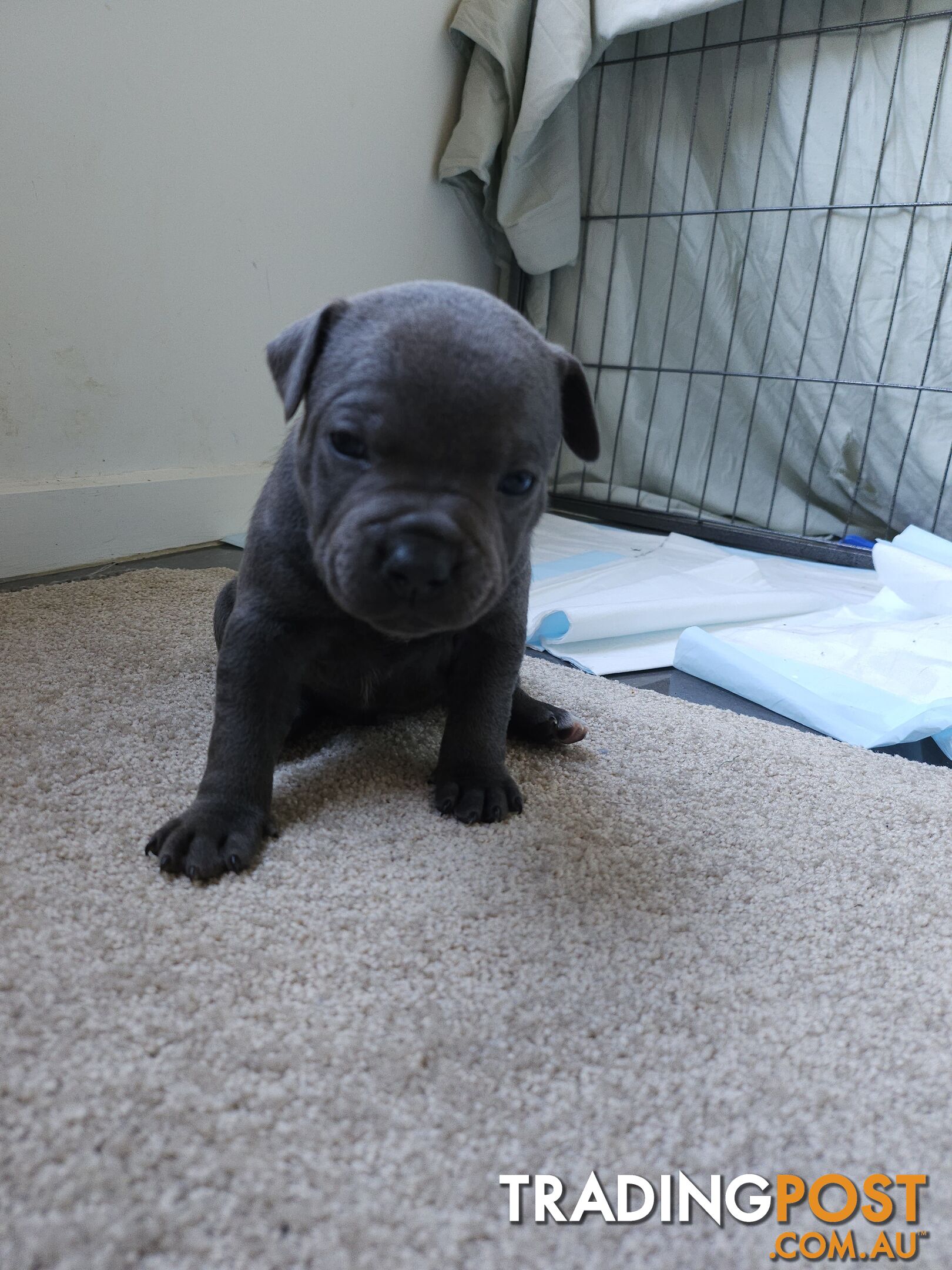 English Staffordshire bull terrier