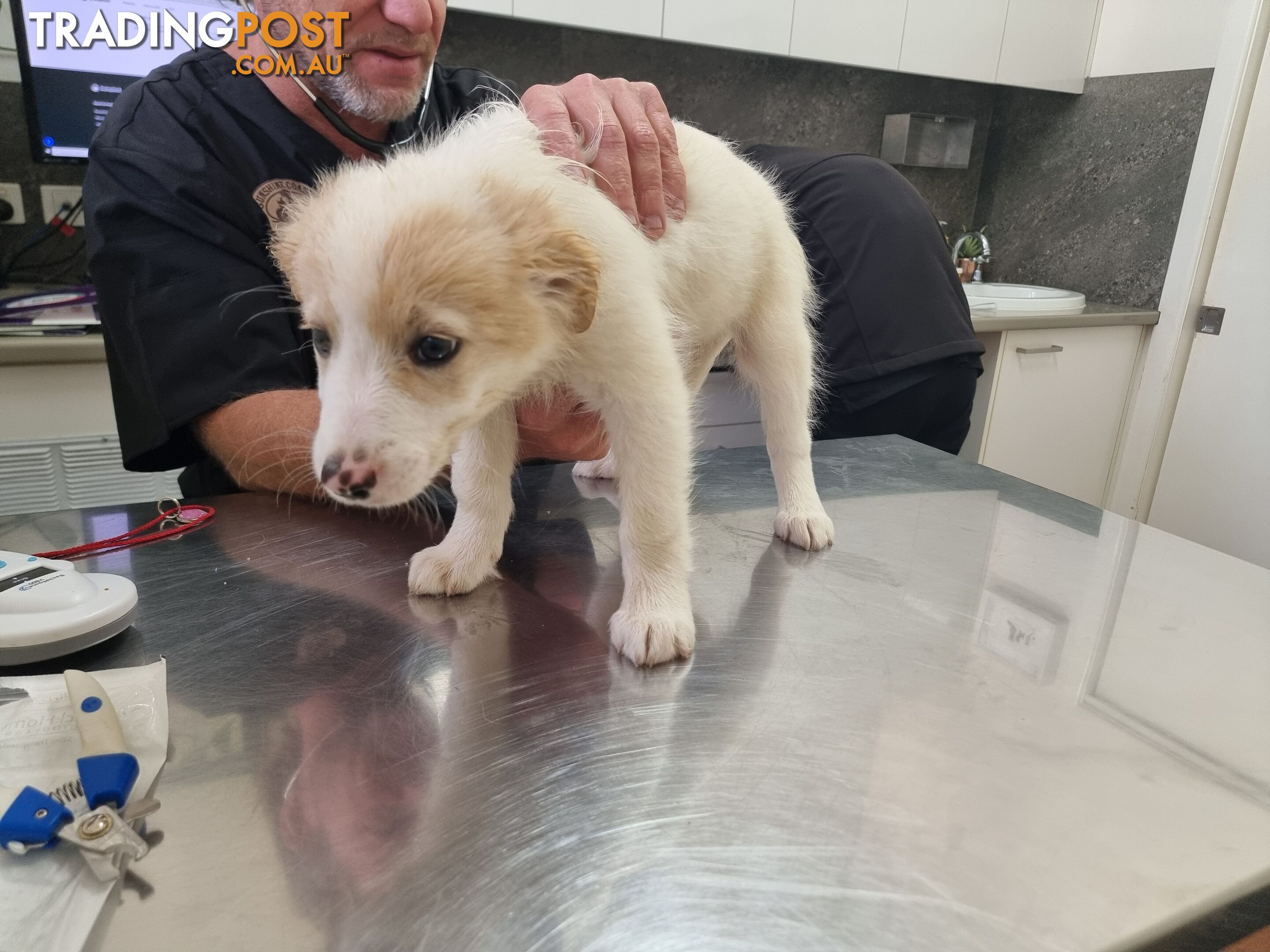 BorderCollie Puppies