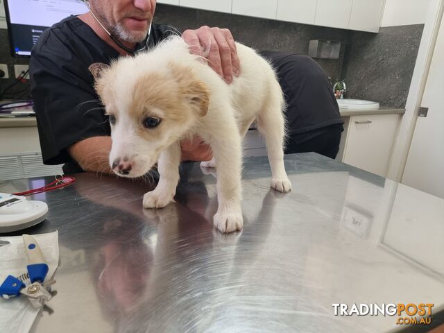 BorderCollie Puppies