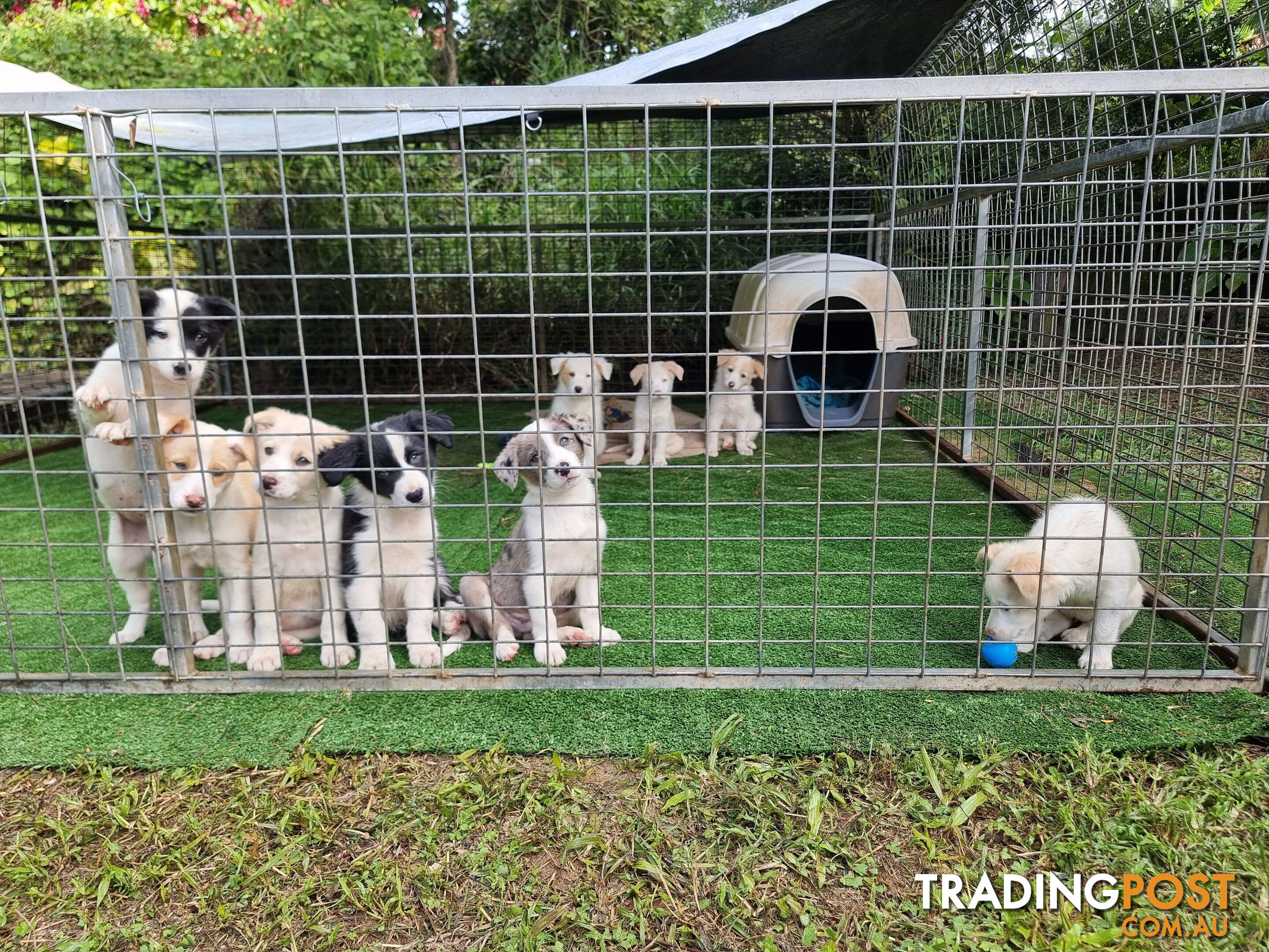 BorderCollie Puppies