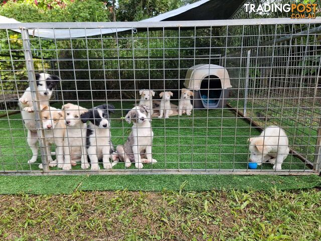 BorderCollie Puppies